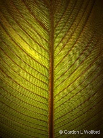 Backlit Calla Lily Leaf_01523.jpg - Photographed near Carleton Place, Ontario, Canada.